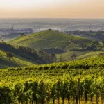 Panorama dei vigneti dell'Oltrepò Pavese al tramonto