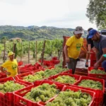 Vendemmia di gruppo: team building esperienziale tra i filari dell'Oltrepò Pavese