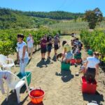 Team al lavoro in vigna durante un'attività di team building esperienziale