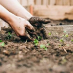 Attività esperienziale di team building nell'orto: piantumazione condivisa